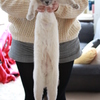 Long Long 猫