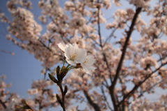 陽向櫻