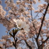 陽向櫻