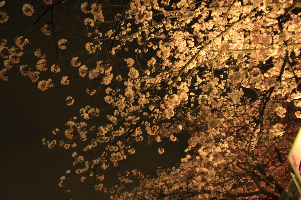 桜花