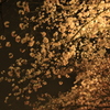 桜花