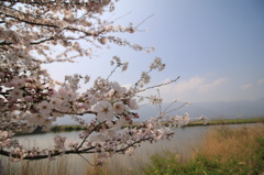 五三桜