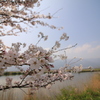 五三桜