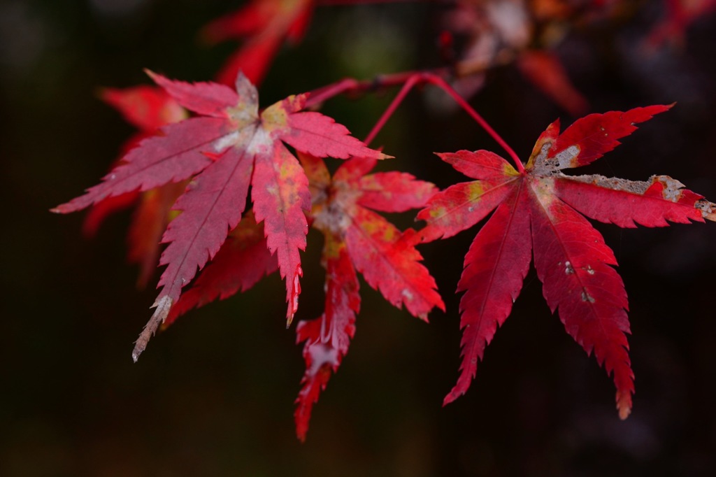 紅葉なんですが…