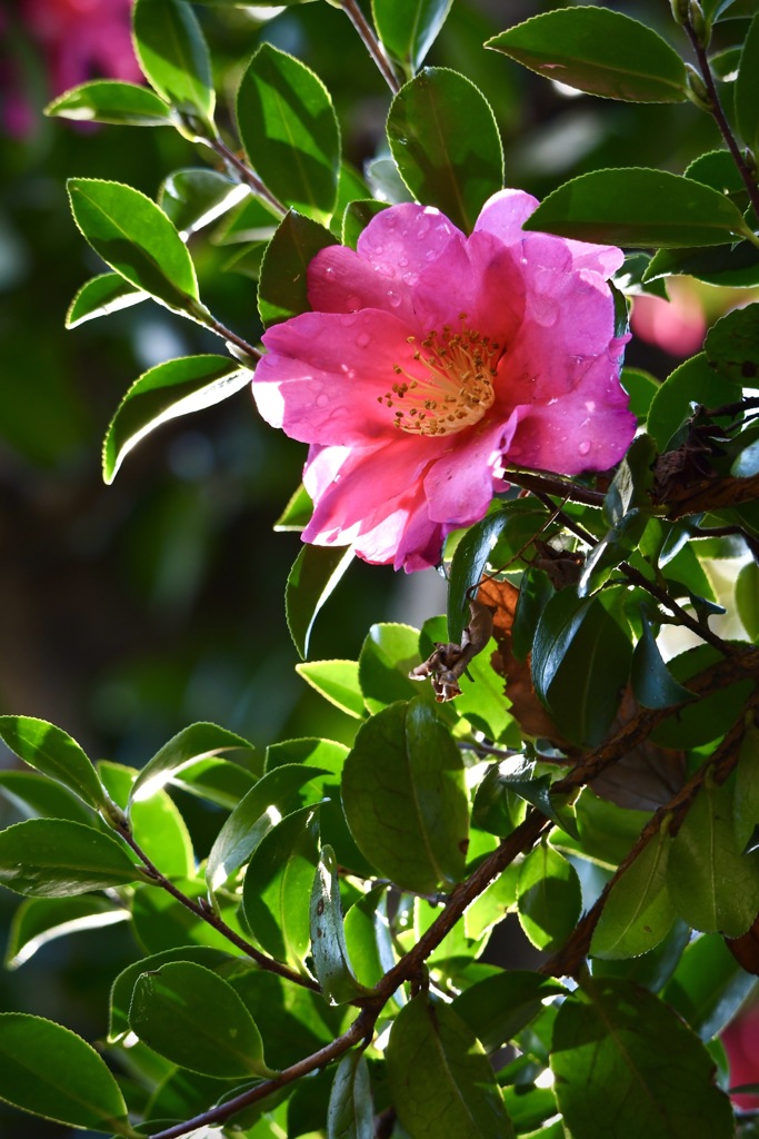 これは……山茶花？