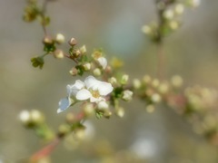 小さな花