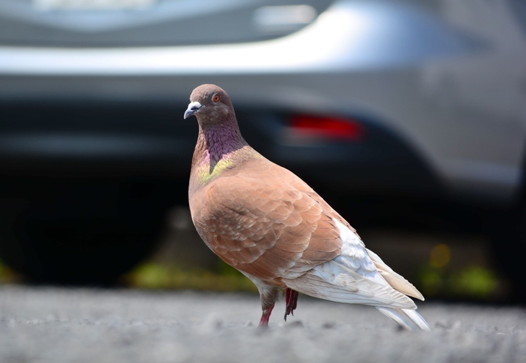 リアル鳩サブレ…