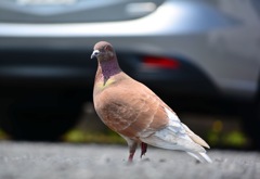 リアル鳩サブレ…