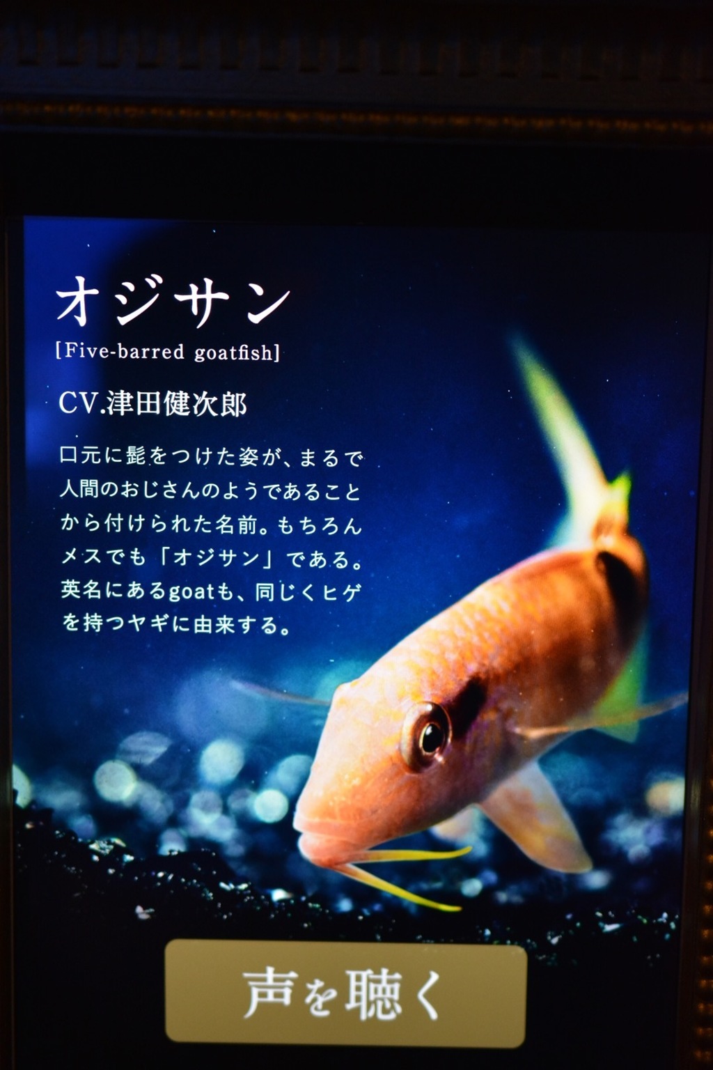 オバサンはいないのか‼︎