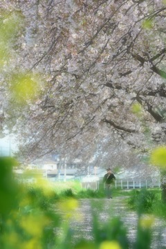 桜と菜の花とおっさん