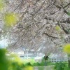 桜と菜の花とおっさん