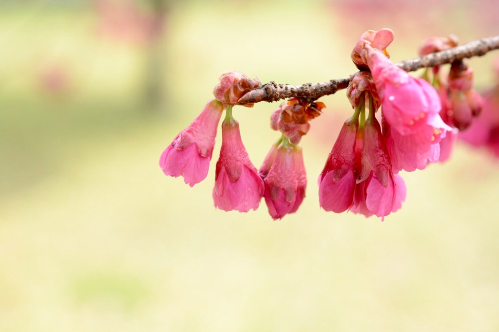 緋寒桜の濃いピンク色
