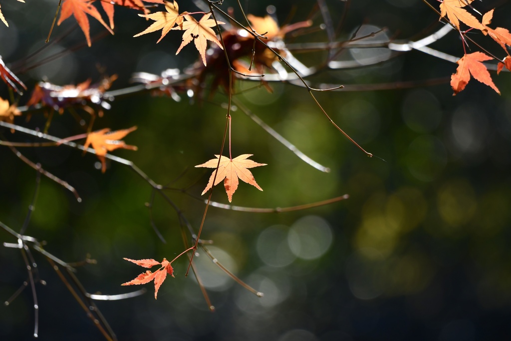今年の紅葉はこれだけ