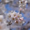 気が早くてすいません！