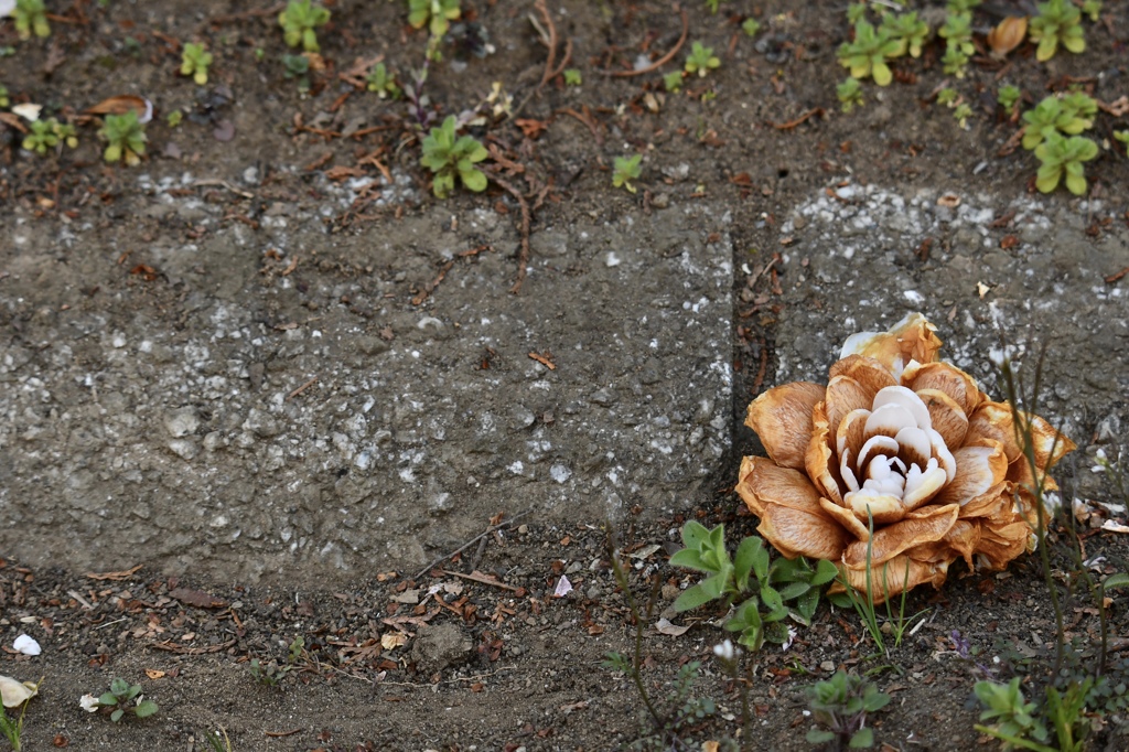 どんなになっても花は花