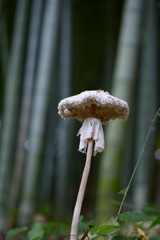 竹林にナゾのキノコ