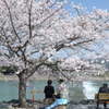 花見