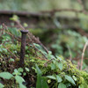 Green railway