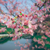 山桜