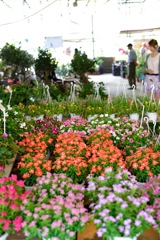 weekend flower market
