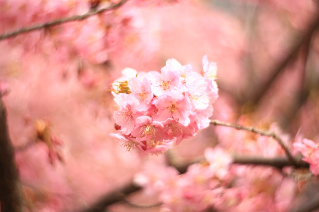 オカメ桜