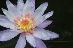 Water lily