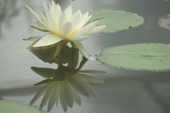 Water lily