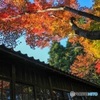 本土寺の紅葉