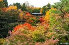紅葉の東福寺