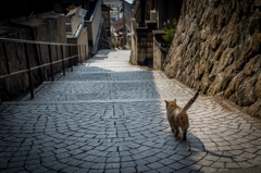 猫小路