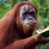 スイカを食べるスマトラオランウータン