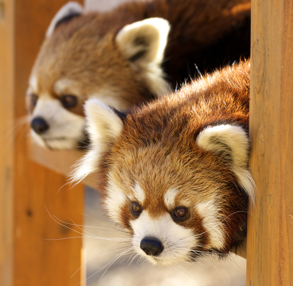 レッサーパンダ、暖をとる