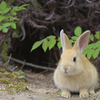 ぼーっと、うさぎ