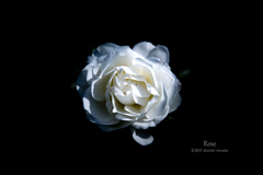 White Rose