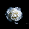 White Rose