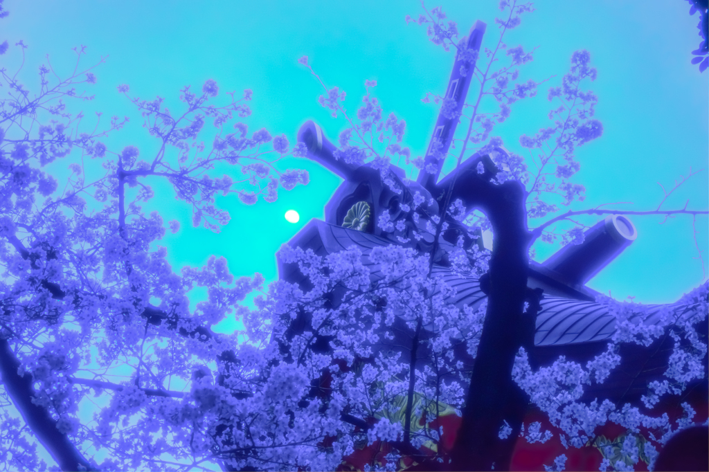 夜桜・生田神社