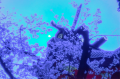 夜桜・生田神社