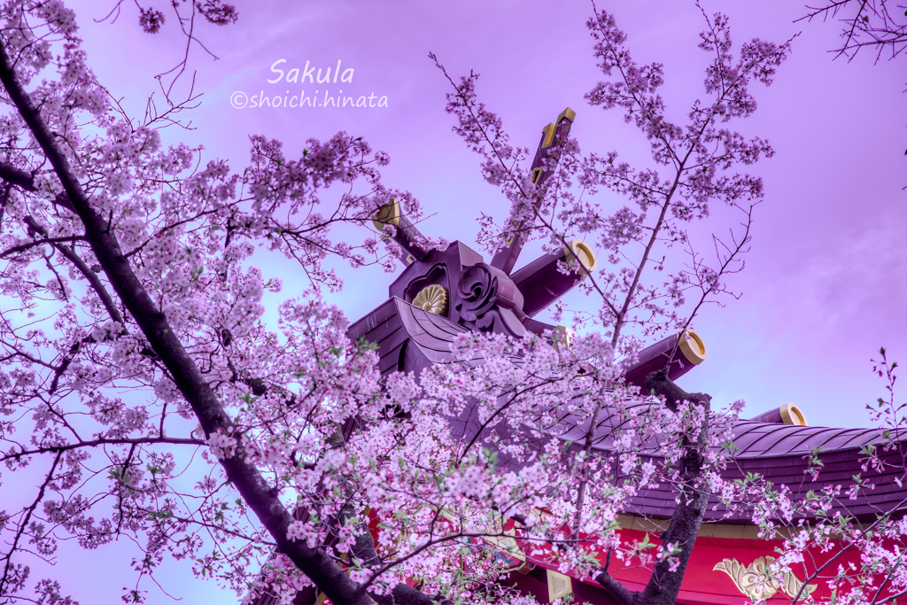 生田神社の桜・1