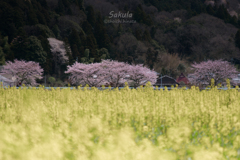 桜と菜の花