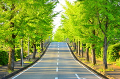 新緑の並樹道