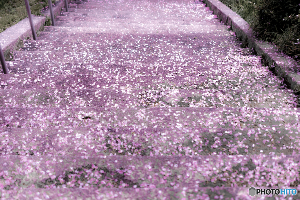 桜色の階段