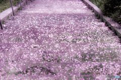 桜色の階段