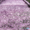桜色の階段