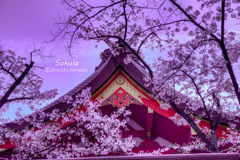 生田神社の桜・2