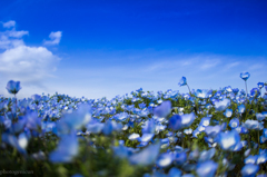 Nemophila