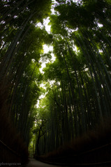 竹林③
