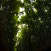 竹林③