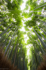 竹林④