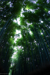 竹林②