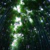竹林②